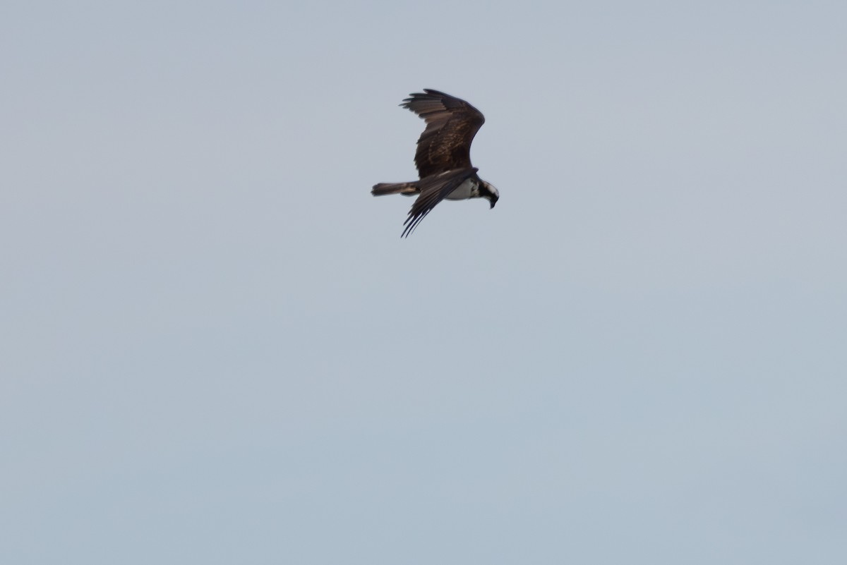 Osprey - ML642901639