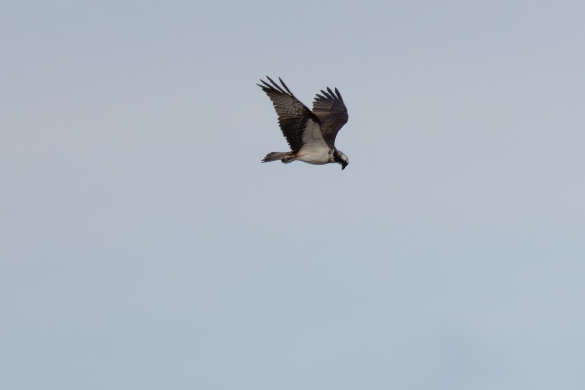 Osprey - ML642901640