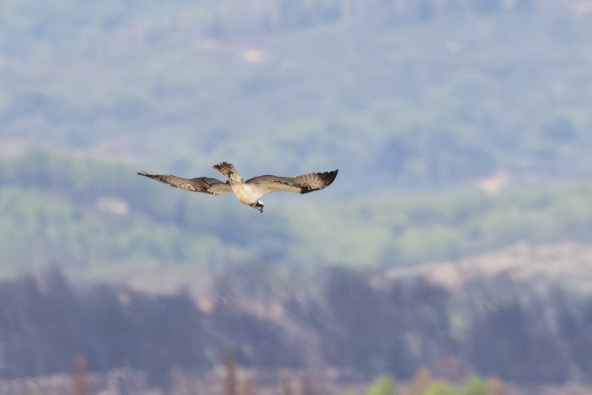 Osprey - ML642901641