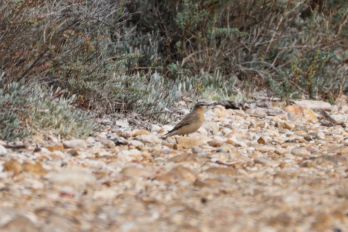 Northern Wheatear - ML642901642
