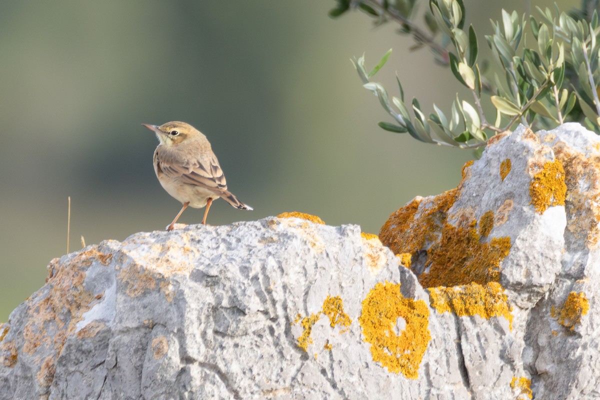 Tawny Pipit - ML642901643