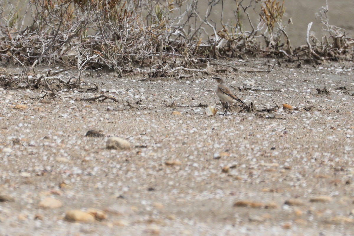 Northern Wheatear - ML642901644