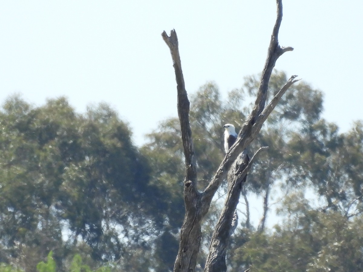 White-bellied Sea-Eagle - ML642901646