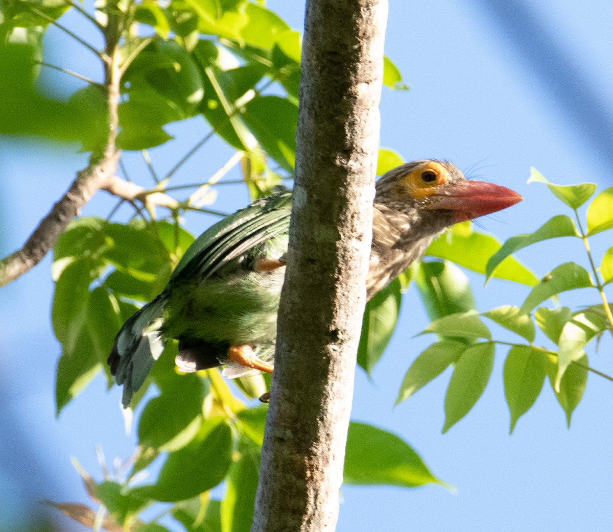 Brown-headed Barbet - ML642901647