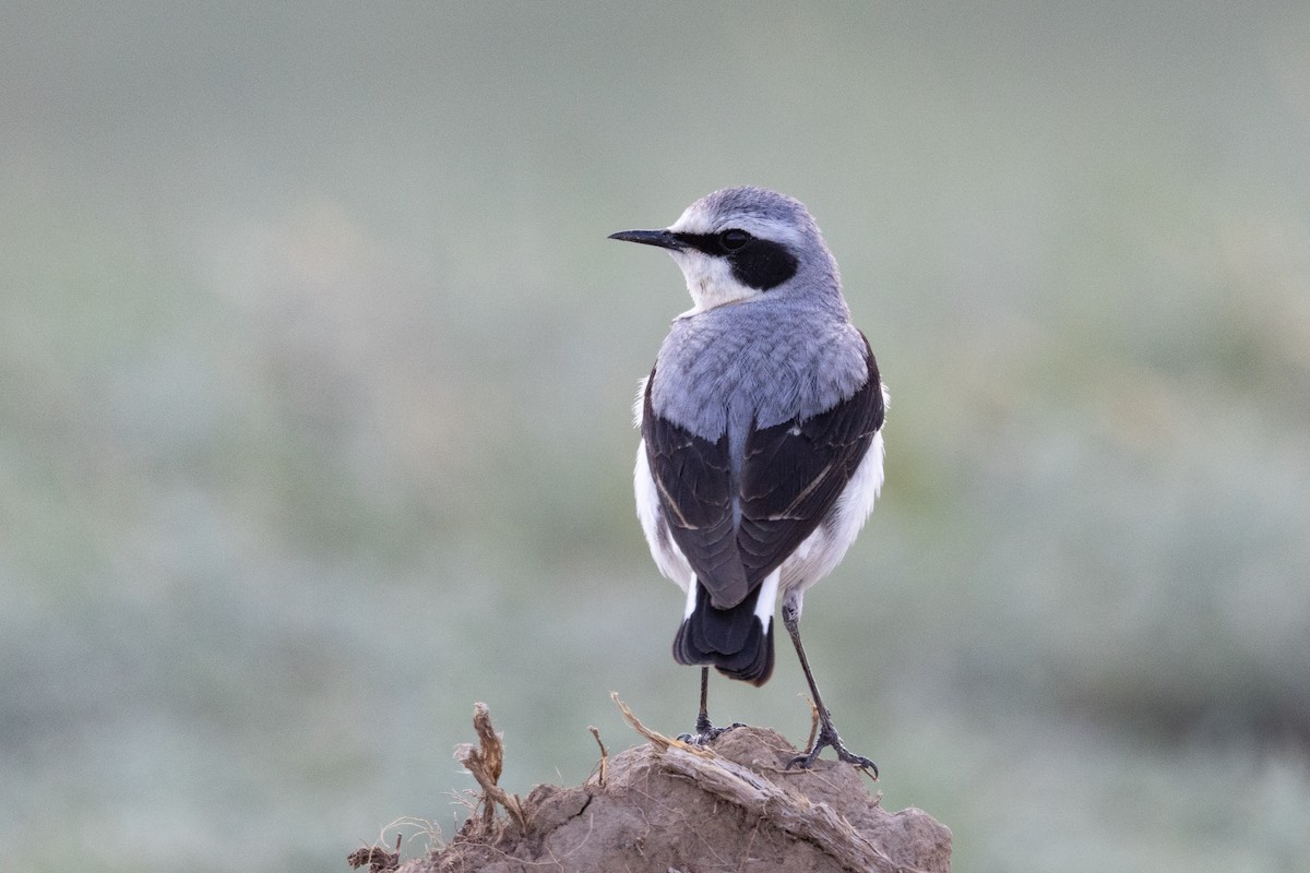 Northern Wheatear (Eurasian) - ML642901648