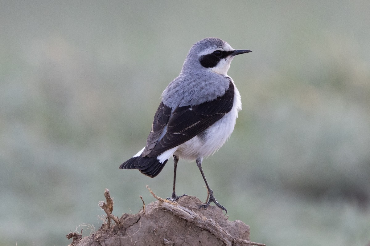 Northern Wheatear (Eurasian) - ML642901649