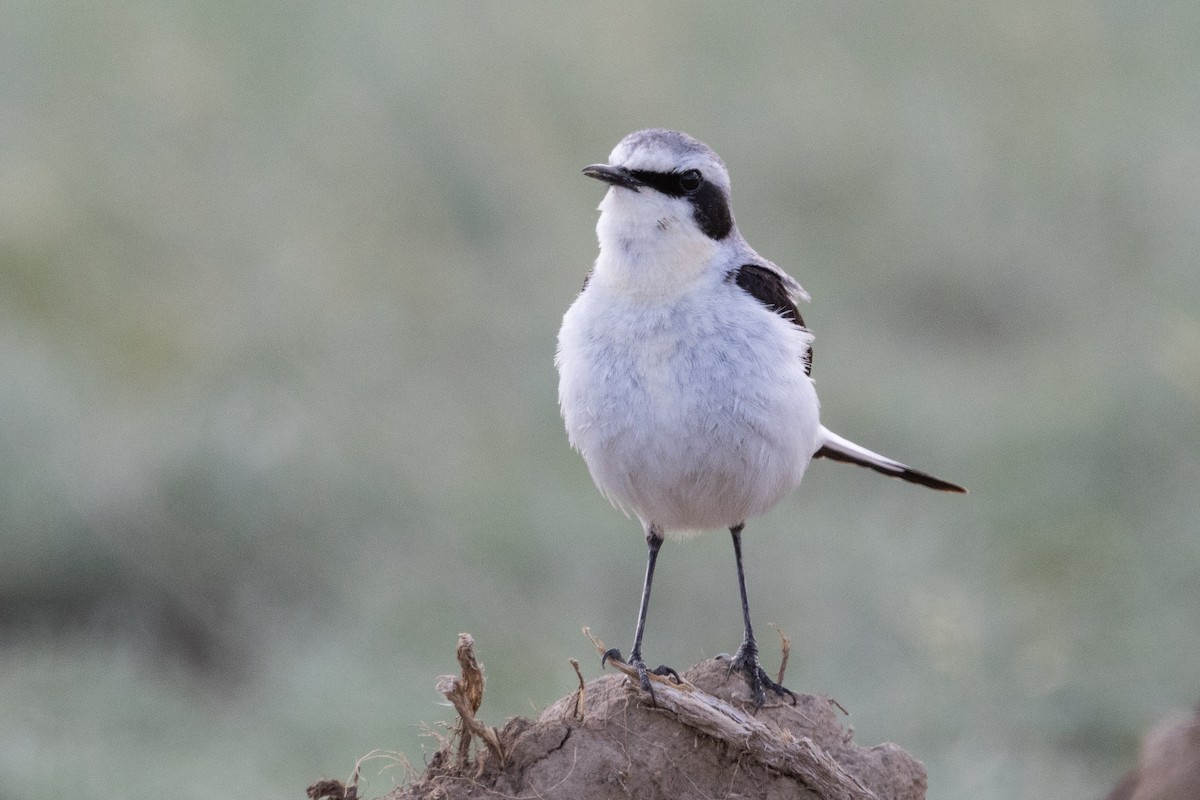 Northern Wheatear (Eurasian) - ML642901650