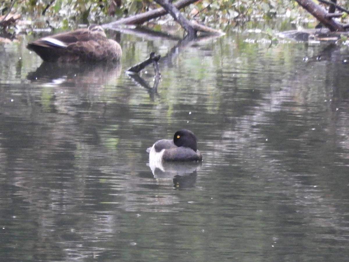 Tufted Duck - ML642901653