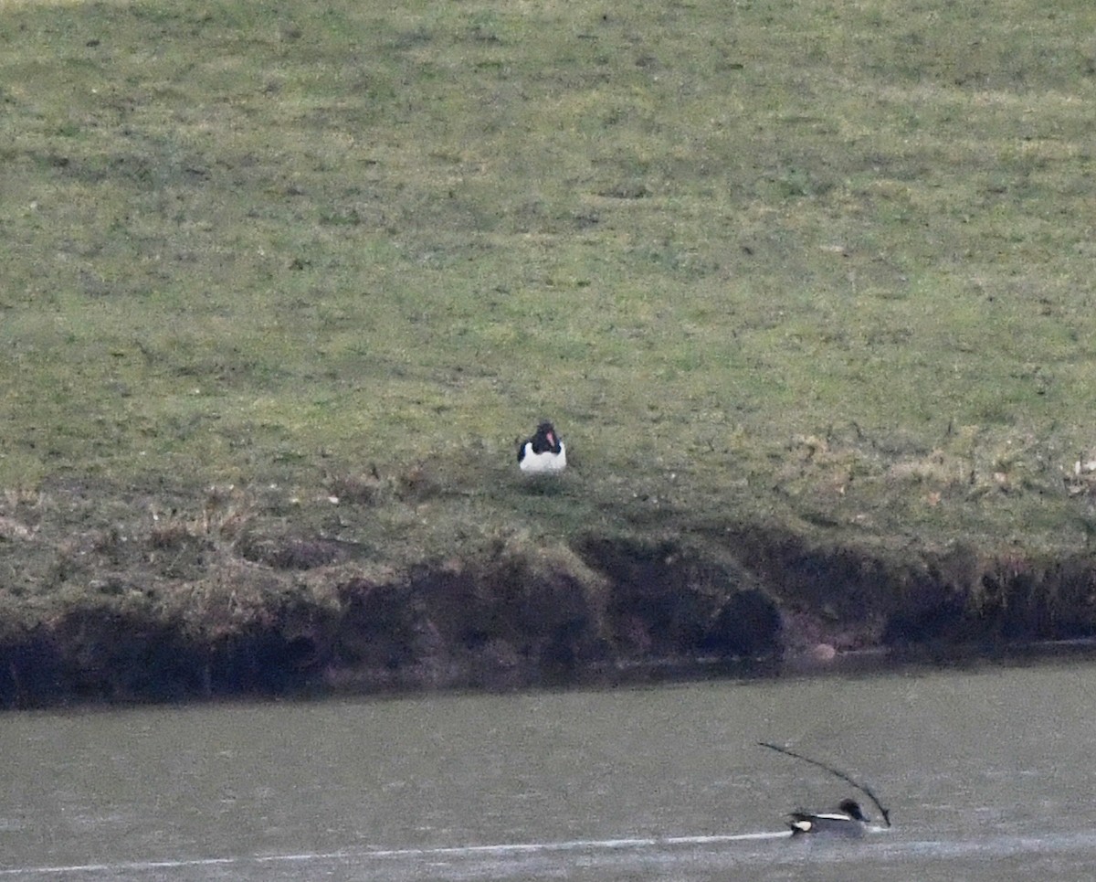 Eurasian Oystercatcher (Western) - ML642901657