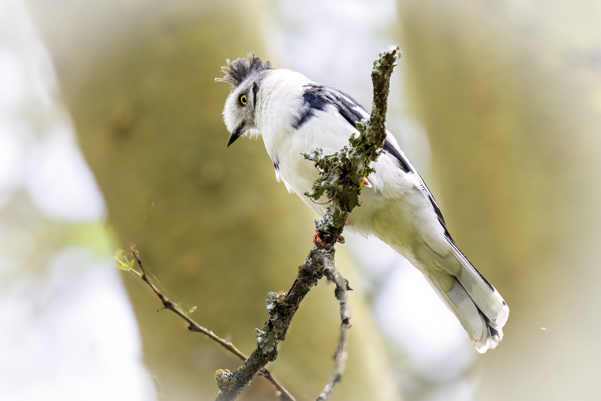 Gray-crested Helmetshrike - ML642901659