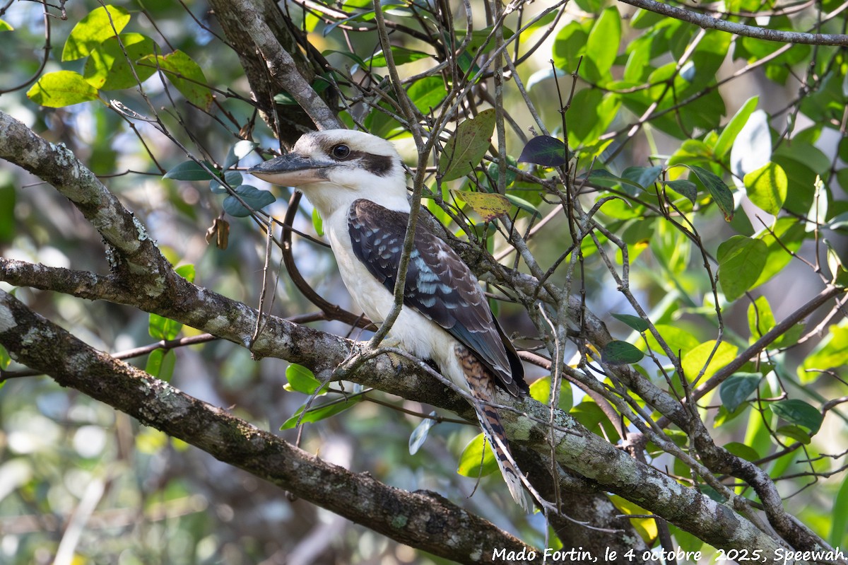 Laughing Kookaburra - ML642901660