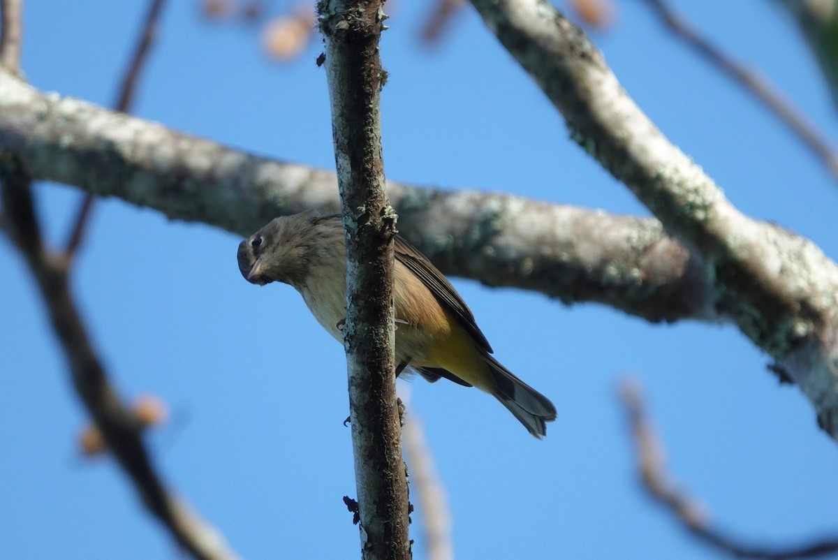 Palm Warbler - ML642901663