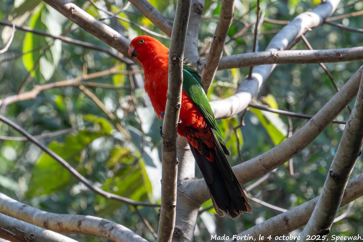 Australian King-Parrot - ML642901665
