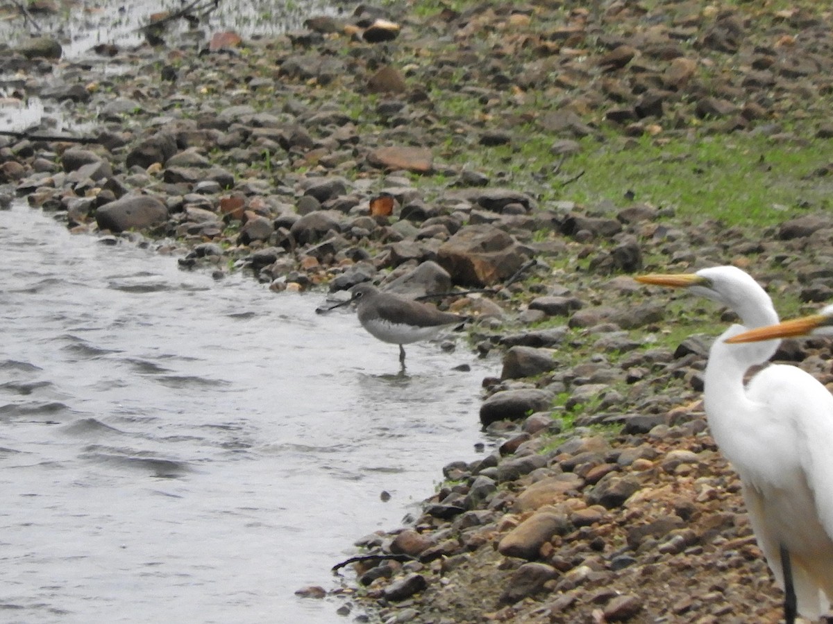 Waldwasserläufer - ML642901666