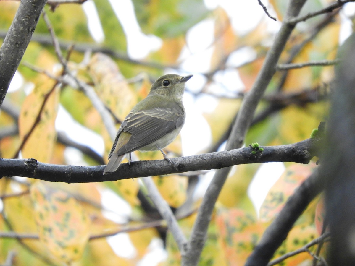 Narcissus Flycatcher - ML642901679