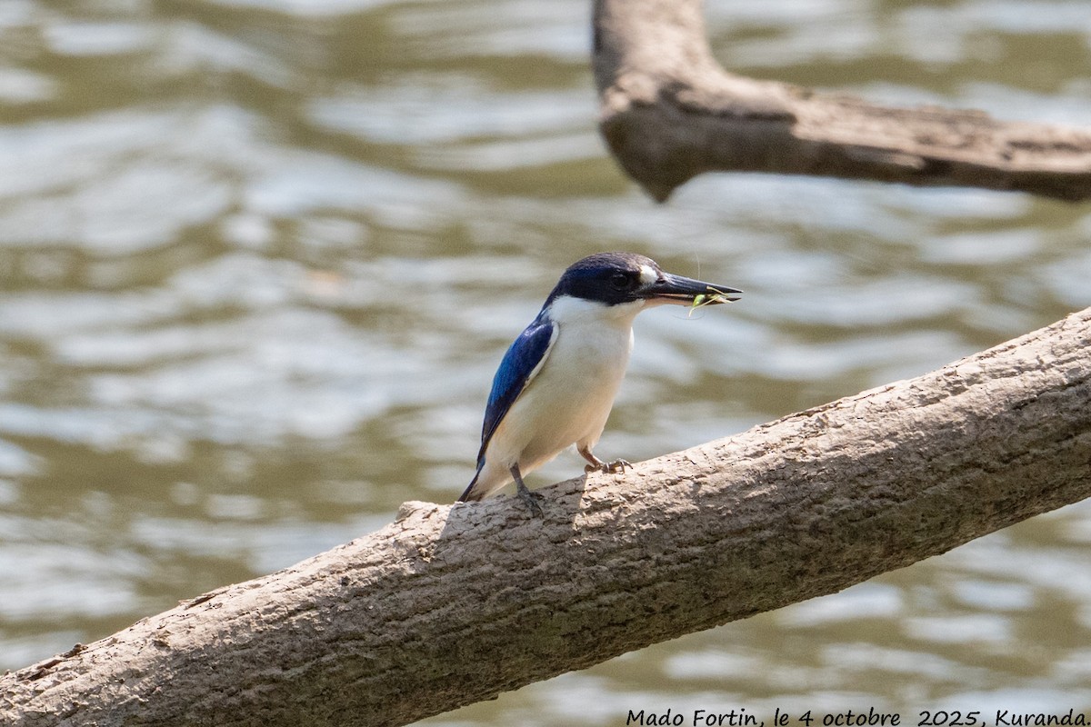 Forest Kingfisher - ML642901680