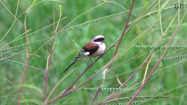 Bay-backed Shrike - ML642901681