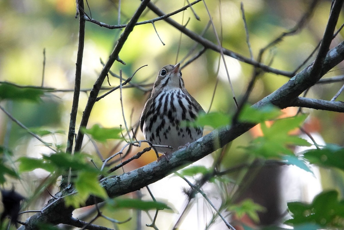 Ovenbird - ML642901682