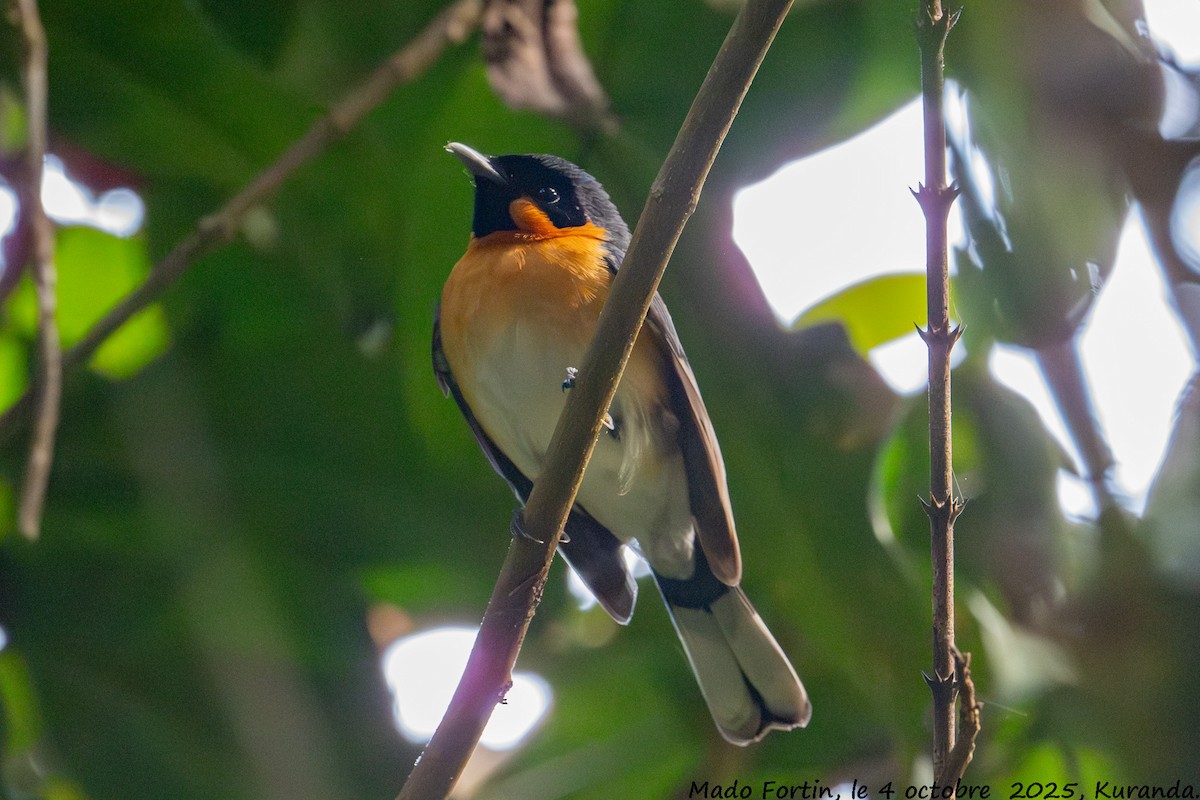 Australian Spectacled Monarch - ML642901684