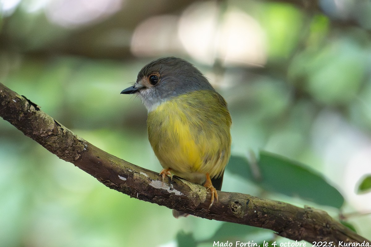 Pale-yellow Robin - ML642901685