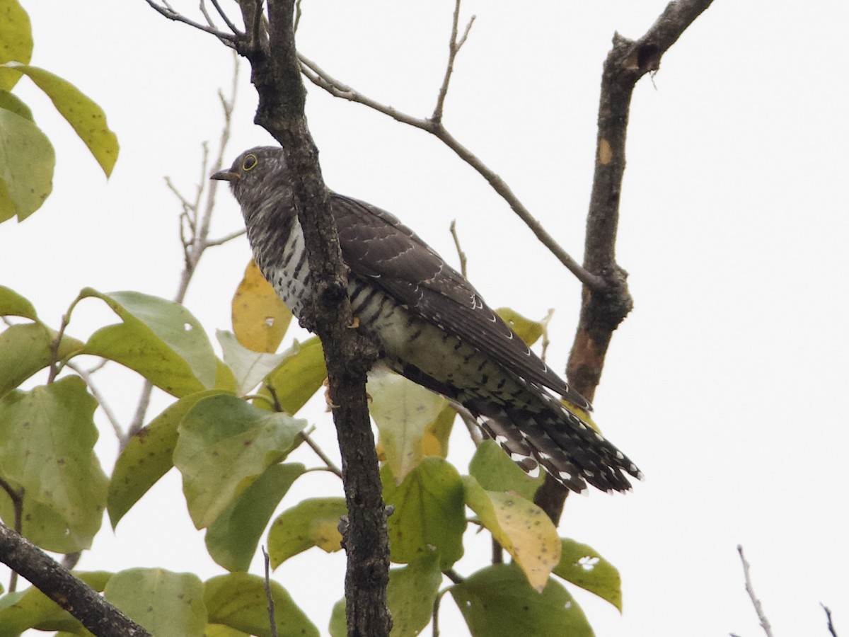 Himalayan/Oriental Cuckoo - ML642901687
