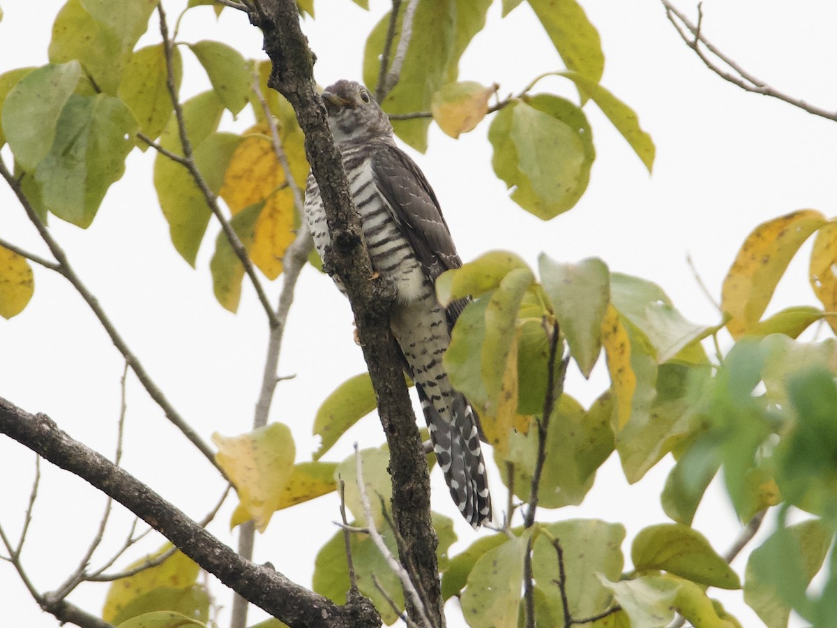 Himalayan/Oriental Cuckoo - ML642901689