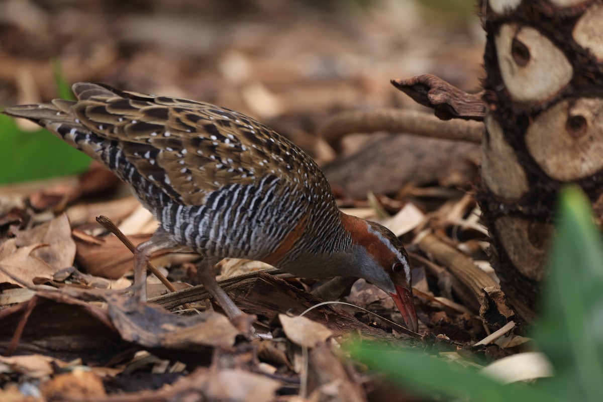 Buff-banded Rail - ML642901690
