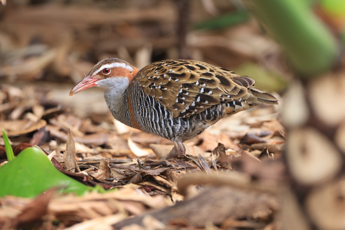 Buff-banded Rail - ML642901691