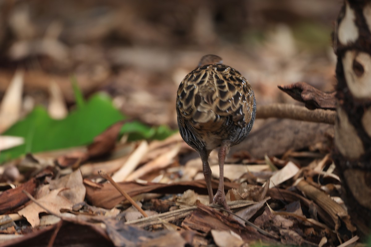Buff-banded Rail - ML642901692