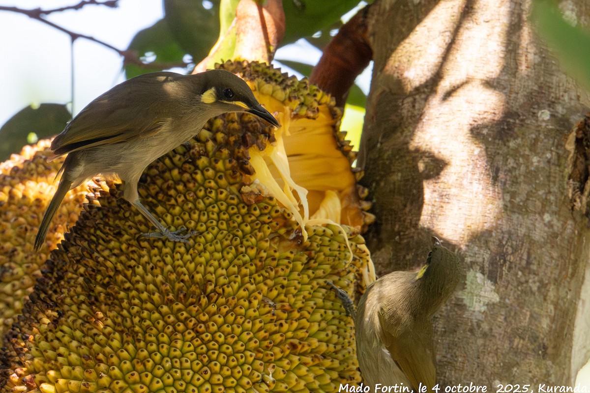 Yellow-spotted Honeyeater - ML642901694