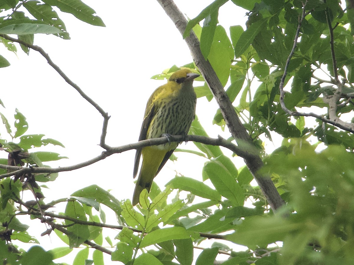 Black-naped Oriole - ML642901699