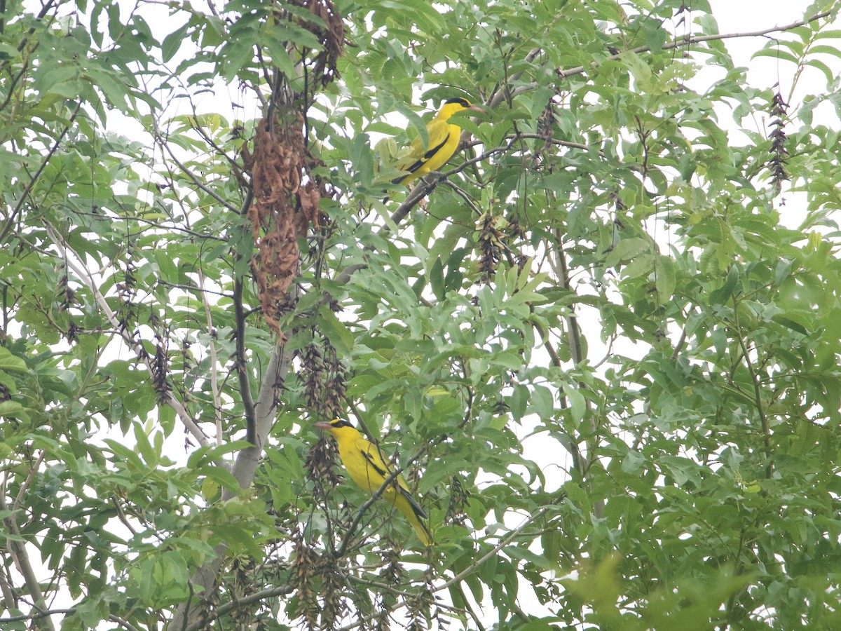 Black-naped Oriole - ML642901700