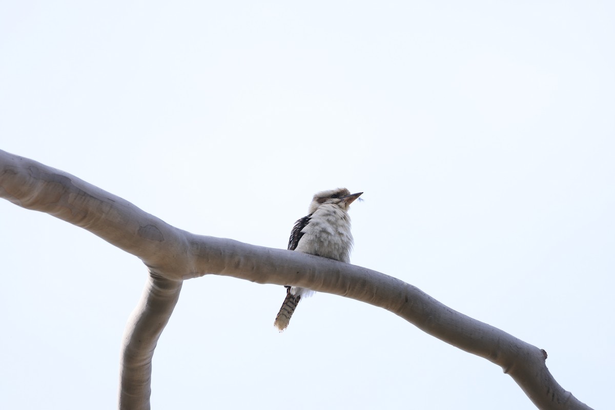 Laughing Kookaburra - ML642901706