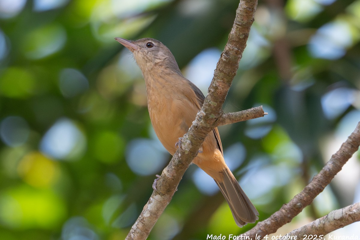 Rufous Shrikethrush - ML642901711