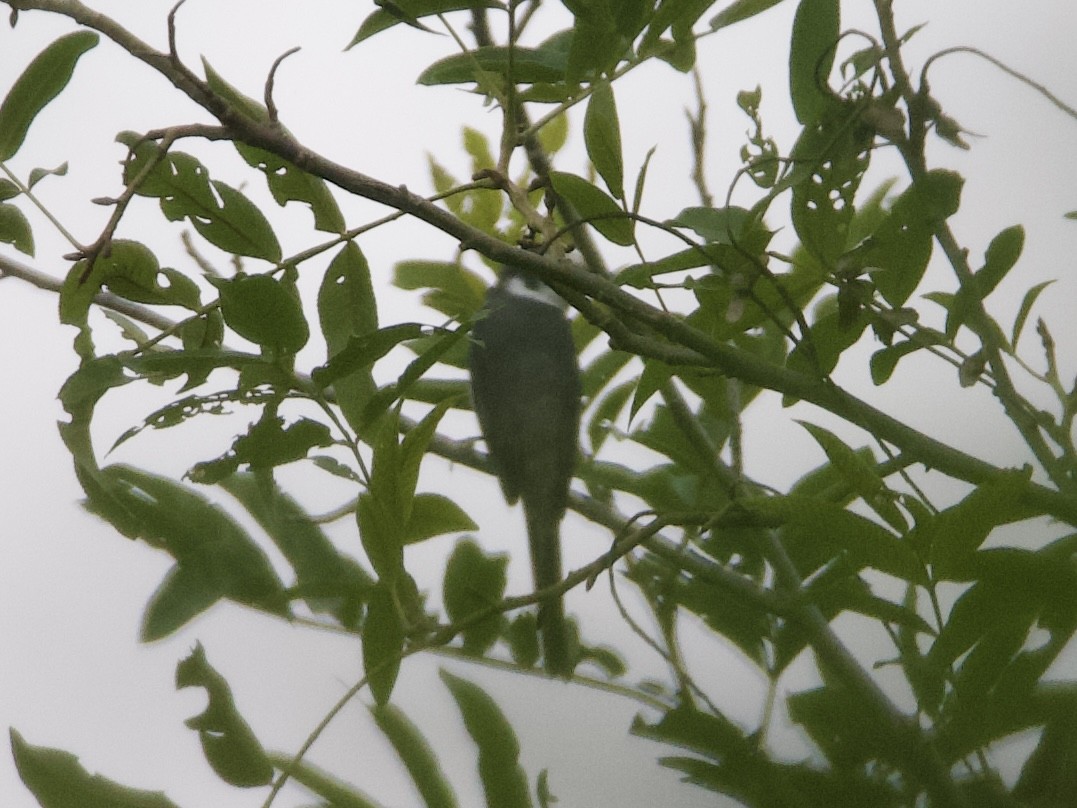 minivet sp. (gray minivet sp.) - ML642901712