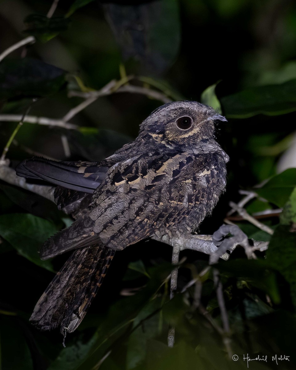 Andaman Nightjar - ML642901724