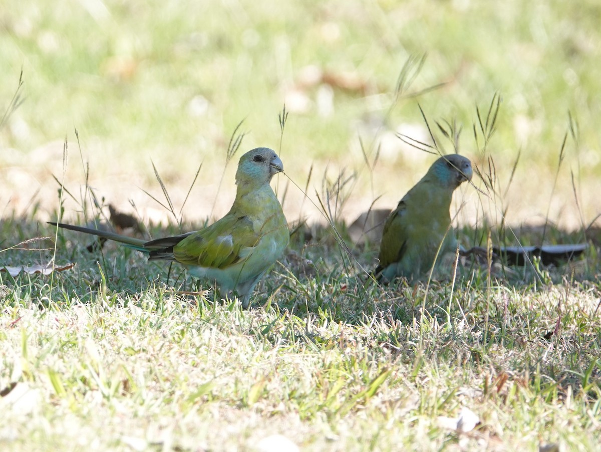 Hooded Parrot - ML642901725