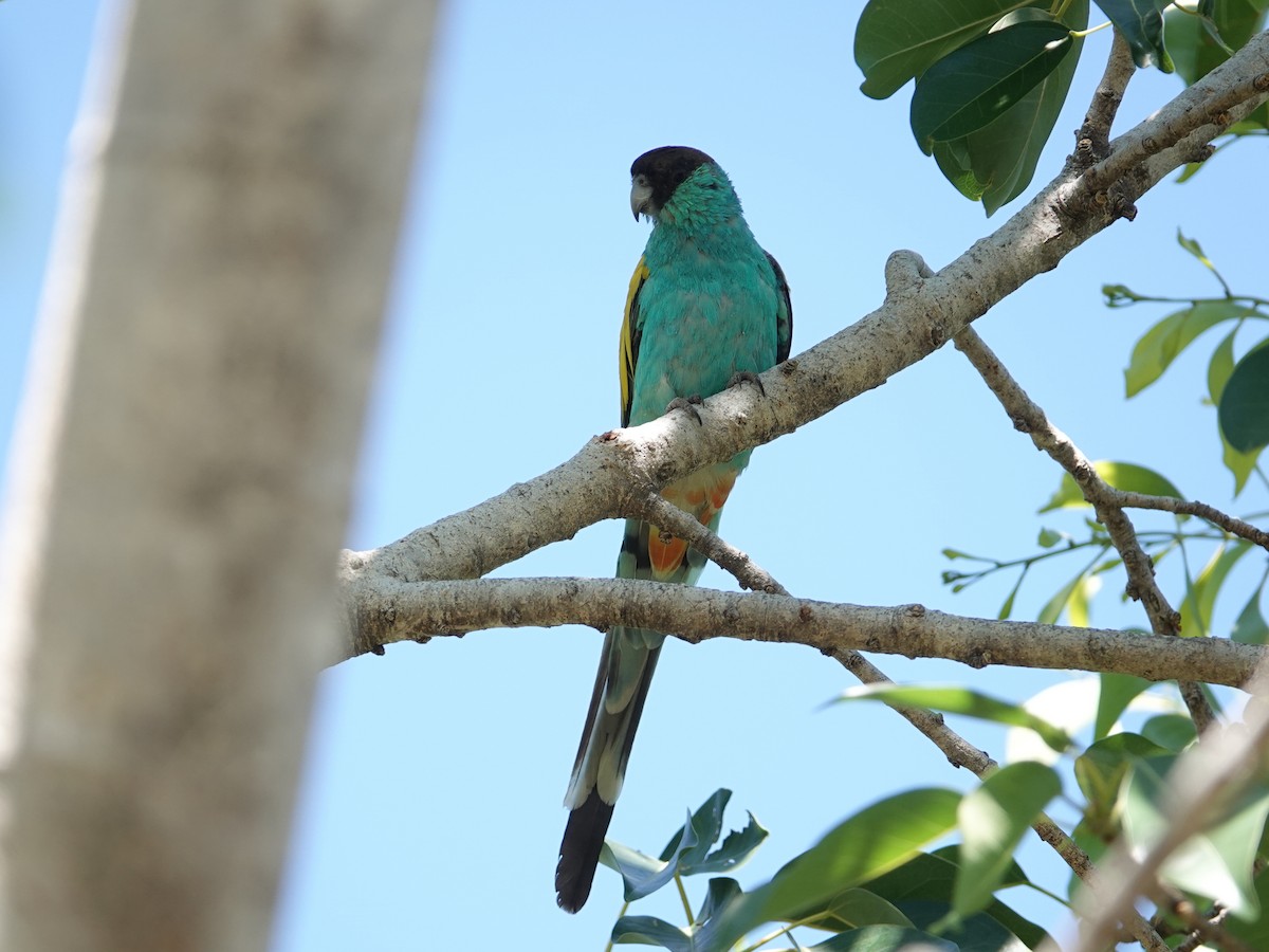 Hooded Parrot - ML642901726