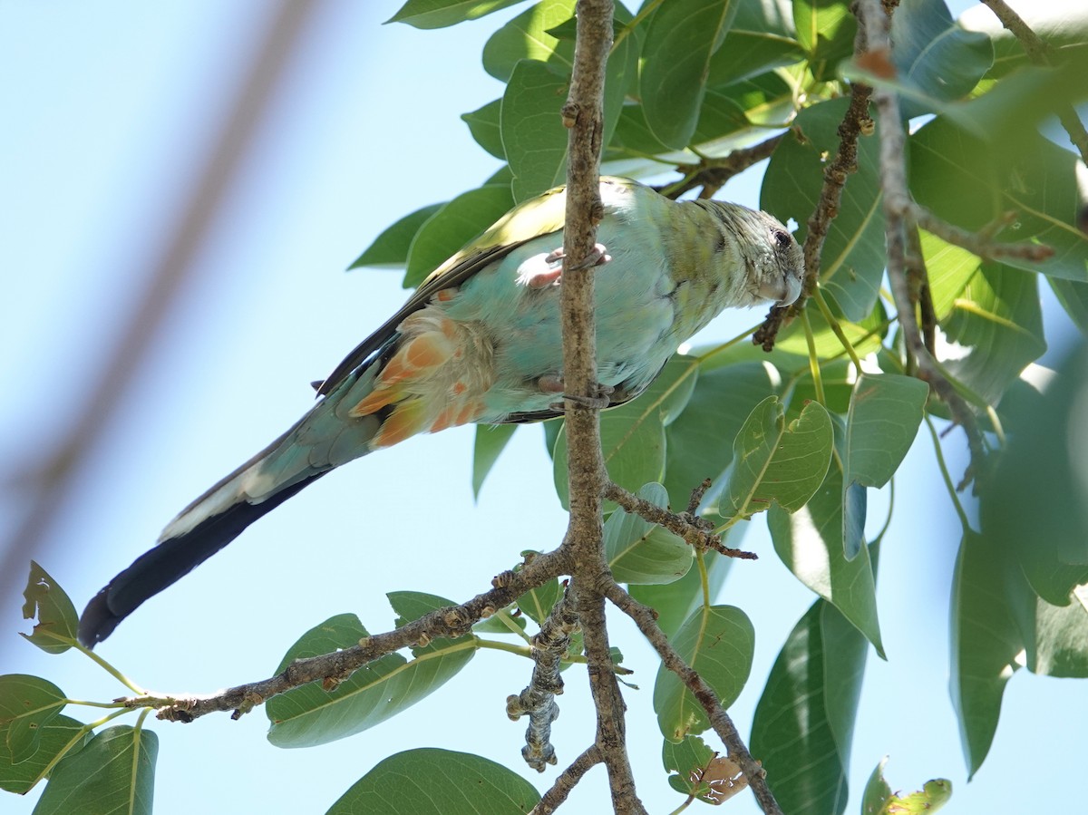 Hooded Parrot - ML642901727