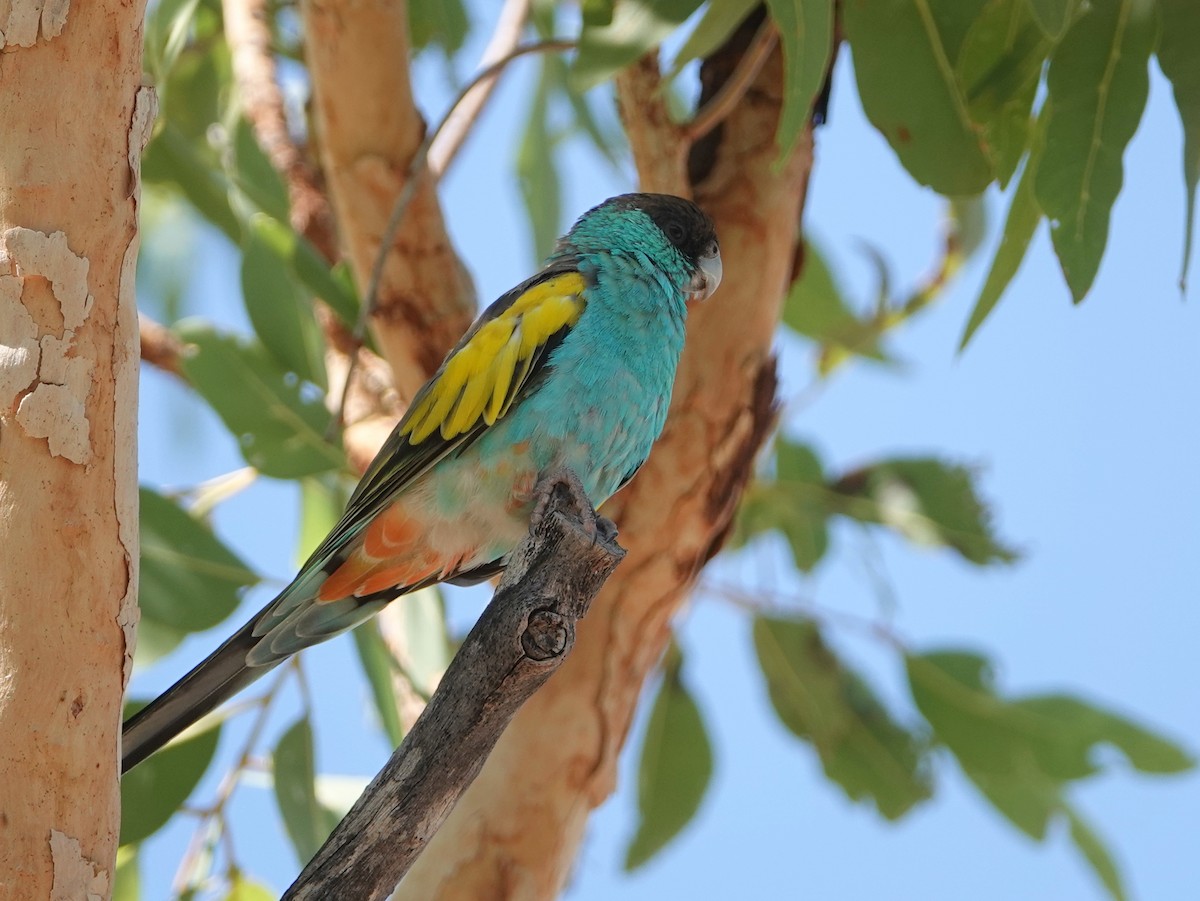 Hooded Parrot - ML642901728