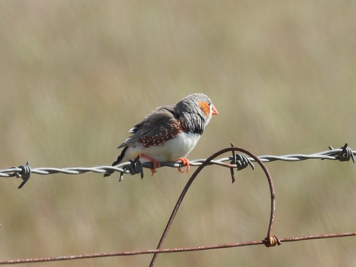 Zebra Finch - ML642901729
