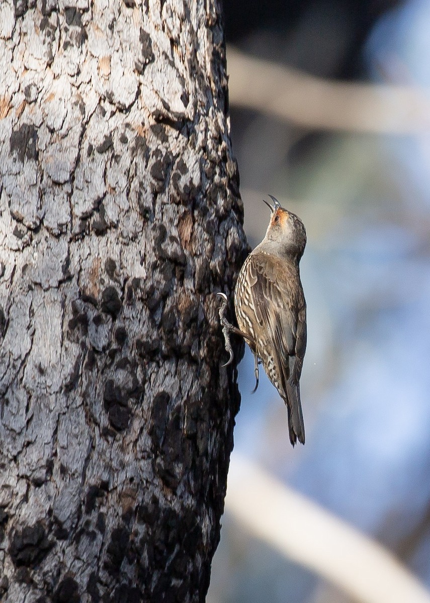 Red-browed Treecreeper - ML642901730