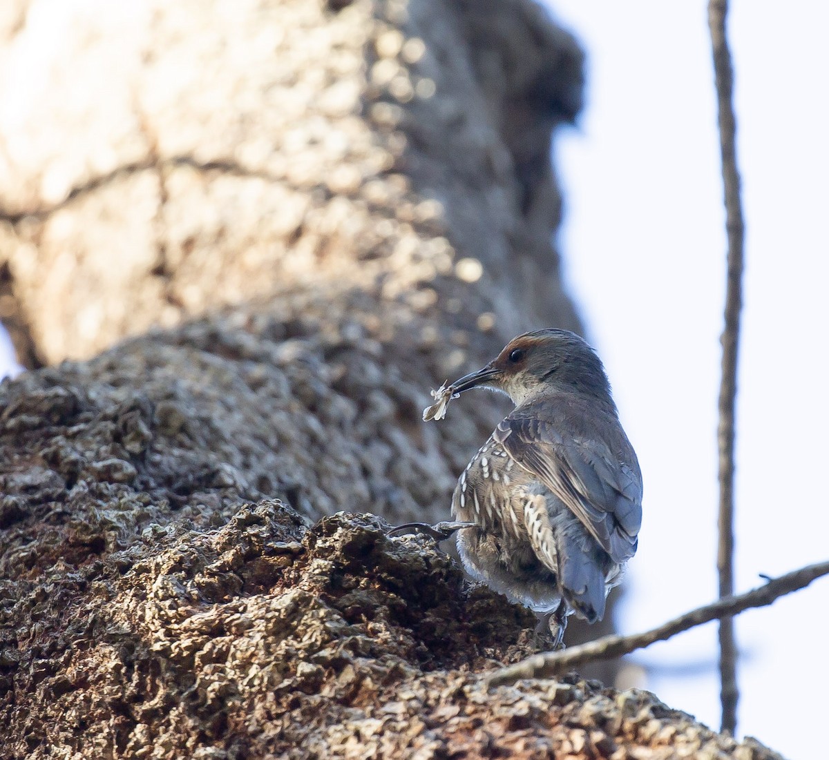 Red-browed Treecreeper - ML642901731