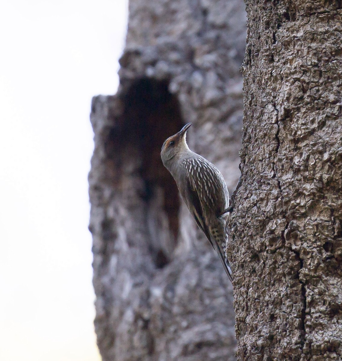 Red-browed Treecreeper - ML642901732