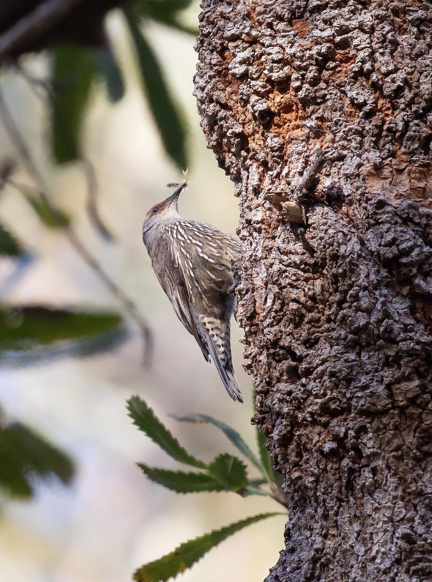 Red-browed Treecreeper - ML642901733