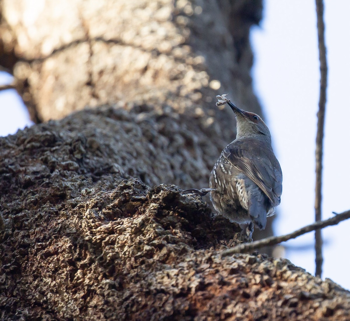 Red-browed Treecreeper - ML642901734