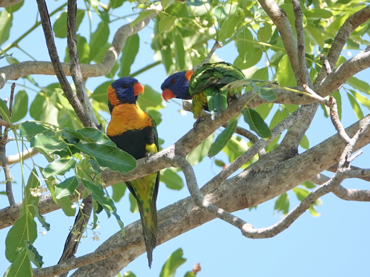 Red-collared Lorikeet - ML642901735