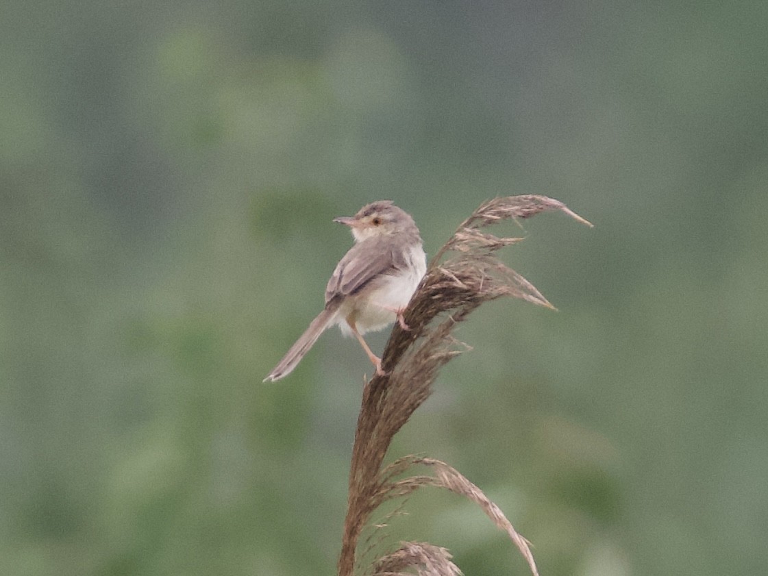 Plain Prinia - ML642901736