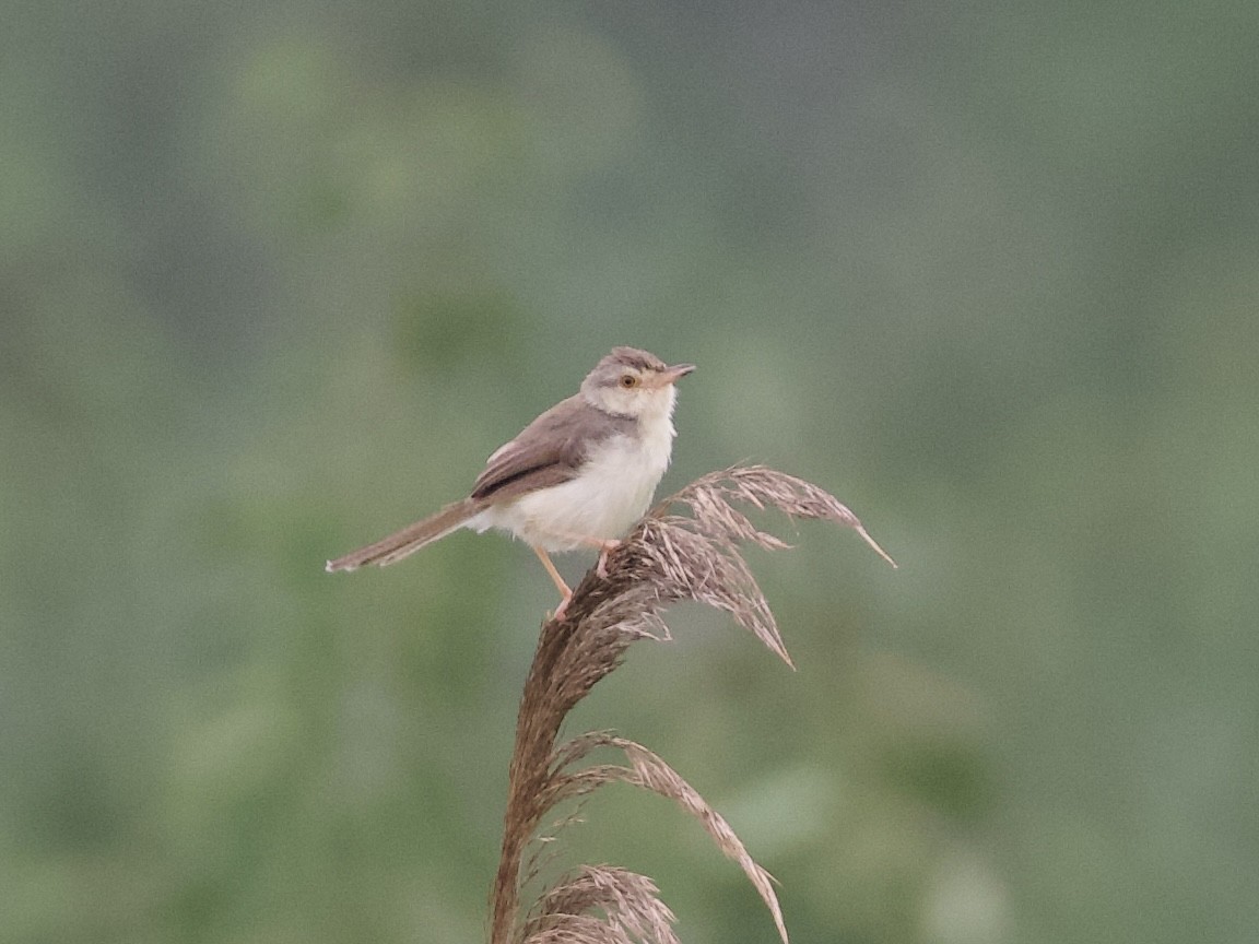 Plain Prinia - ML642901737