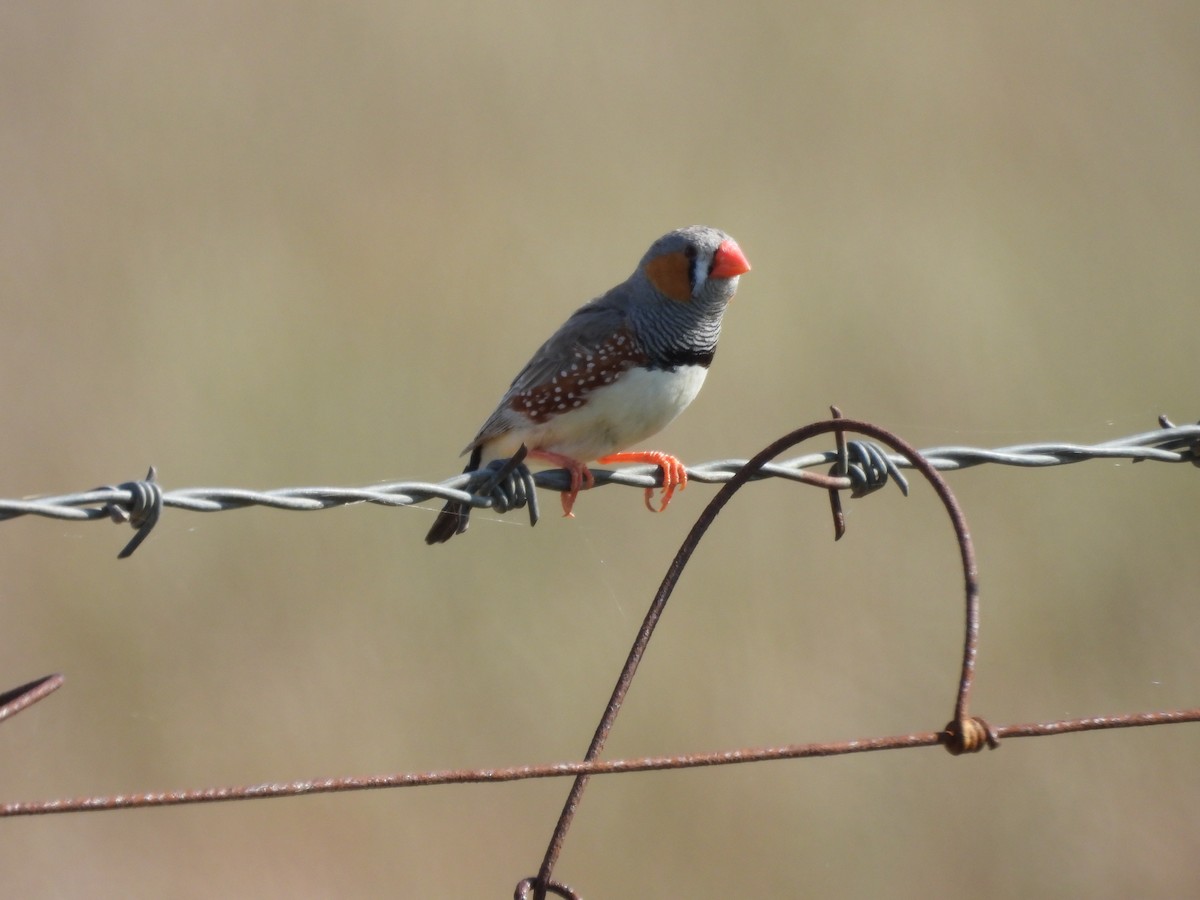 Zebra Finch - ML642901743